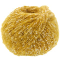Cocco